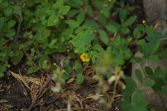 Erythranthe moschata