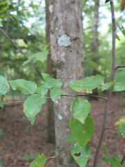 Carpinus caroliniana