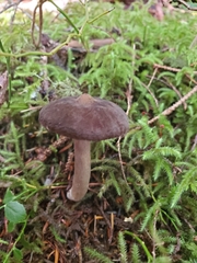 Lactarius fallax