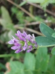 Medicago