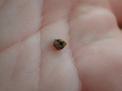 Pachypsylla celtidismamma