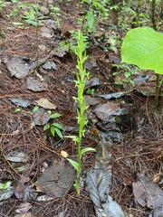 Platanthera brevifolia