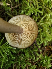 Lactarius fallax