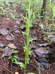 Platanthera brevifolia