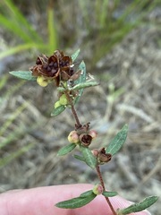 Crocanthemum canadense