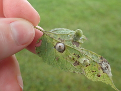 Pachypsylla celtidismamma