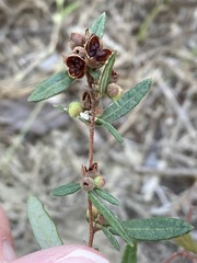 Crocanthemum canadense