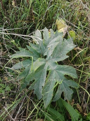 Heracleum dissectum
