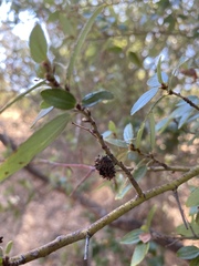 Asphondylia ceanothi