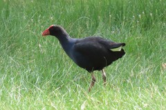 Porphyrio melanotus melanotus