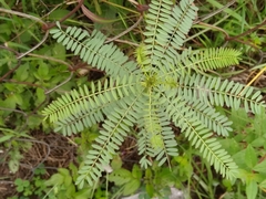 Phyllanthus