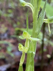 Platanthera brevifolia