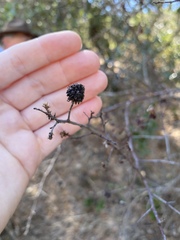 Asphondylia ceanothi