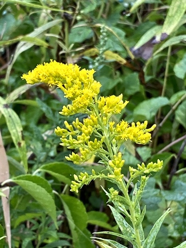 Solidago altissima