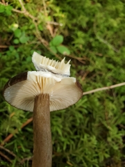 Lactarius fallax