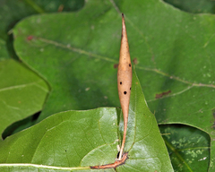 Amphibolips quercuscoelebs