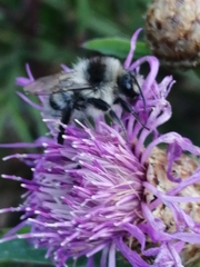 Bombus veteranus