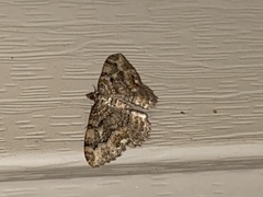 Rheumaptera meadii