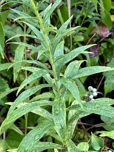 Solidago altissima