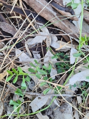 Vicia sativa