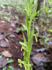 Platanthera brevifolia