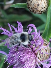 Bombus veteranus