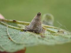 Pachypsylla celtidismamma