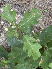 Quercus ilicifolia
