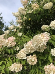 Physocarpus opulifolius