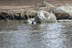 Fulica atra australis