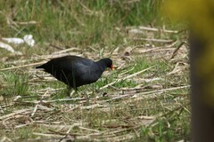 Gallinula tenebrosa