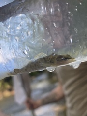 Etheostoma flabellare