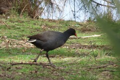 Gallinula tenebrosa