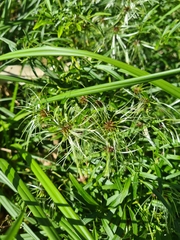Clematis microphylla