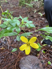 Bidens ostruthioides