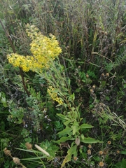 Solidago dahurica