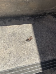 Cicadoidea