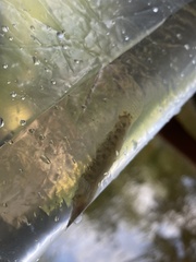 Etheostoma flabellare