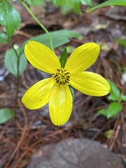 Bidens ostruthioides