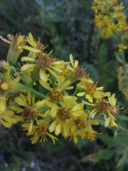 Solidago dahurica