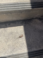 Cicadoidea