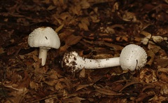 Amanita abrupta
