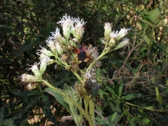 Dysdercus albofasciatus