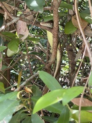 Eutropis longicaudata