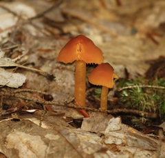 Hygrocybe ceracea