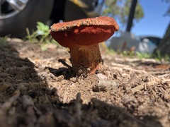 Suillus spraguei