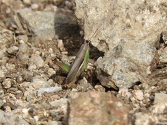 Staurorhectus longicornis