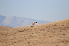 Buteo hemilasius