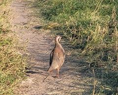 Alectoris chukar