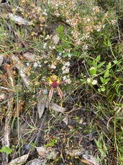 Caladenia septuosa